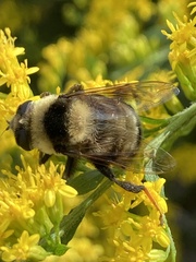 Eristalis flavipes