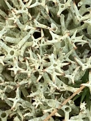 Cladonia uncialis