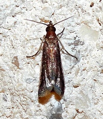 Phycitinae