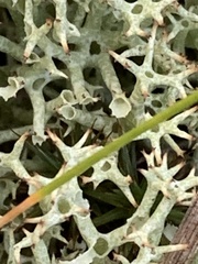 Cladonia uncialis