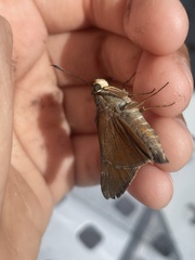 Asbolis capucinus