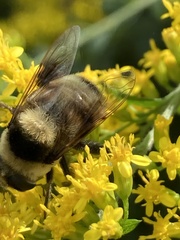 Eristalis flavipes