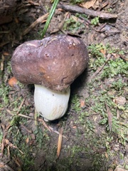 Russula olivacea