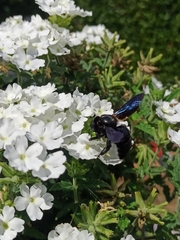 Xylocopa violacea