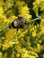 Eristalis flavipes