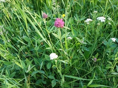 Trifolium alpestre