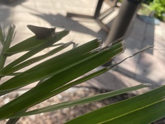 Asbolis capucinus