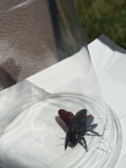 Xylocopa violacea