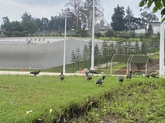 Bostrychia carunculata