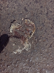 Drymarchon melanurus