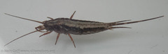Pedetontus submutans