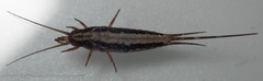 Pedetontus submutans