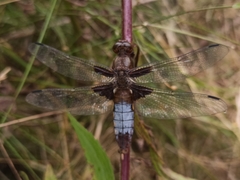 Libellula depressa