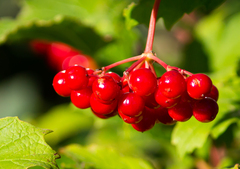 Viburnum opulus