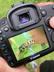 Vespula flavopilosa