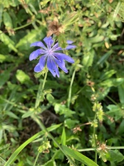 Cichorium intybus