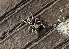 Habronattus klauseri