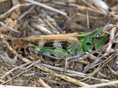 Encoptolophus costalis