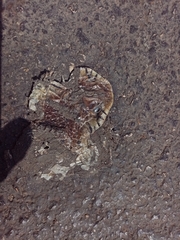 Drymarchon melanurus