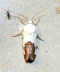 Acontiini