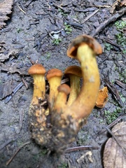 Cortinarius malicorius