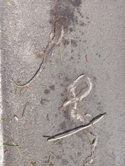 Drymarchon melanurus