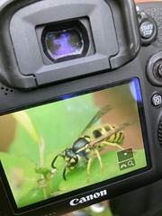 Vespula flavopilosa