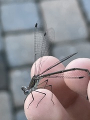 Lestes vidua