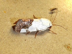Acontiini