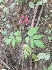 Actaea