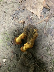 Cortinarius malicorius