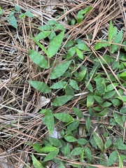 Oplismenus hirtellus