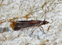 Phycitinae