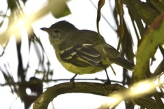 Camptostoma obsoletum