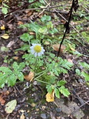 Tanacetum parthenium