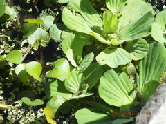 Pistia stratiotes