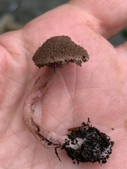 Melanophyllum haematospermum