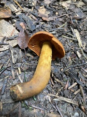 Cortinarius malicorius