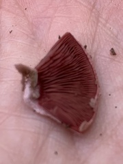 Melanophyllum haematospermum