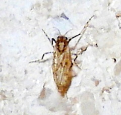 Chaoborus punctipennis