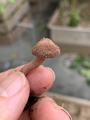 Melanophyllum haematospermum