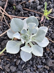 Physaria