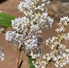 Ceanothus caeruleus