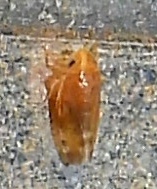 Xestocephalus