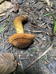Cortinarius malicorius