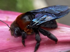 Xylocopa