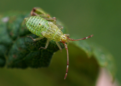 Pantilius tunicatus