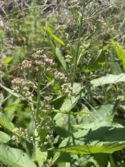 Eutrochium maculatum