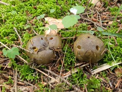 Cortinarius atrovirens
