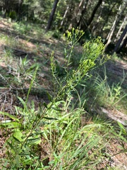 Euthamia leptocephala
